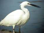 Aigrette garzette;l