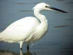 Aigrette garzette;l