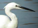 Aigrette garzette;l