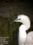 Aigrette garzette;l