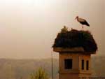 Cigogne blanche