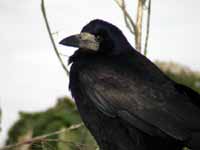 Corbeau freux