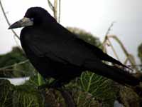 Corbeau freux