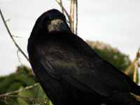 Corbeau freux