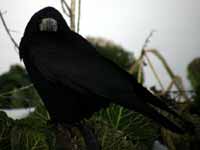 Corbeau freux