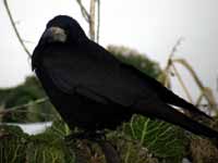 Corbeau freux