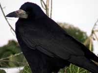 Corbeau freux
