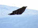 Grand corbeau