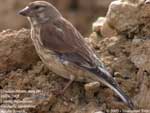 Linotte mélodieuse