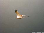Mouette de Sabine