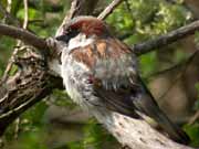 Moineau domestique