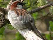 Moineau domestique