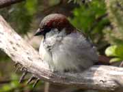 Moineau domestique