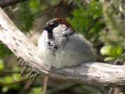 Moineau domestique