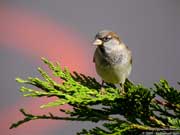 Moineau domestique