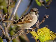 Moineau domestique