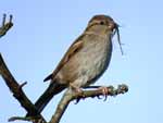 Moineau domestique
