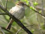 Moineau domestique