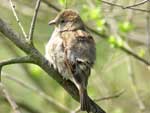 Moineau domestique