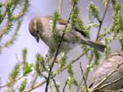 Moineau domestique
