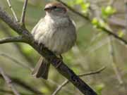 Moineau domestique