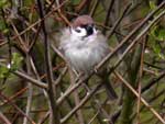 Moineau friquet