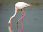 Flamant rose