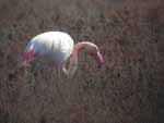 Flamant rose