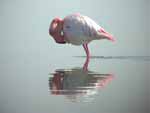 Flamant rose