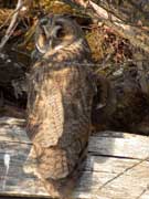Hibou moyen-duc