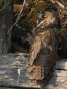 Hibou moyen-duc