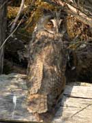 Hibou moyen-duc