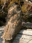 Hibou moyen-duc