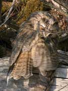 Hibou moyen-duc