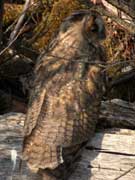 Hibou moyen-duc