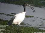 Ibis sacr